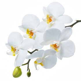 Стол обеденный Танго белый/Орхидея в Барнауле - barnaul.katalogmebeli.com | фото 3